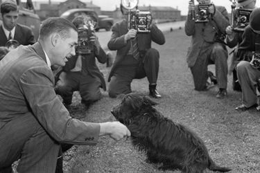 Fala, le chien de Franklin Delano Roosevelt, en février 1941.