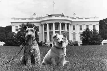 Charlie et Pushinka, les deux chiens de la famille Kennedy, en juin 1961.