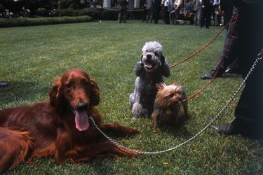 KIng Timahoe, Pasha et Vicky, les chiens de Richard Nixon, en mai 1969.