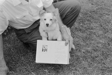Pushinka, la chienne de huit mois offerte par Nikita Khrouchtchev à John F. Kennedy, en juin 1961.