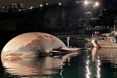 La baleine a été retrouvée dans la nuit de mardi à mercredi près de Sorrento, dans le sud de l'Italie.