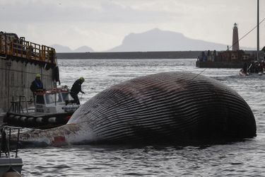 La baleine a été retrouvée dans la nuit de mardi à mercredi près de Sorrento, dans le sud de l'Italie.