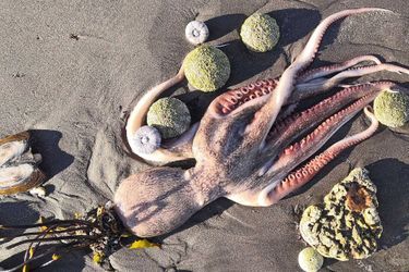 De nombreux animaux on été retrouvés morts échoués sur les plages, comme cette pieuvre.
