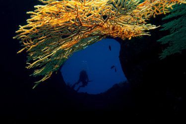 Grottes et récifs coralliens inconnusLes sites marins inscrits au patrimoine mondial de l’UNESCO abritent une variété exceptionnelle d’habitats ainsi qu’une vie marine unique au monde et encore méconnue. Les scientifiques s’emploient sans relâche à étudier et à cartographier ce labyrinthe de grottes, de récifs coralliens et de tunnels inconnus, avec pour objectifs d’identifier de nouvelles espèces et de collecter les données scientifiques indispensables à une meilleure compréhension de ces écosystèmes. Ces données sont essentielles à la mise en œuvre de mesures de gestion efficaces et durables.Lagon sud des îles Chelbacheb (Palaos)Blue Hole, exploration par un plongeur.
