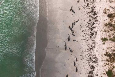 Les &quot;dauphins-pilotes&quot; échoués sur les îles Chatam, au sud de la Nouvelle-Zélande.