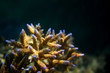 La piste des super coraux résistantsÀ mesure que l'océan absorbe du CO2, il devient plus acide, ce qui rend la croissance de certains organismes plus difficile et les récifs ont plus de mal à se remettre à la suite d'événements tels que des vagues de chaleur massives. En 2019, plusieurs missions soutenues par les Explorations de Monaco ont permis d’analyser la résistance des coraux à l'acidification des océans et au stress environnemental, en étudiant des coraux qui, étonnamment, survivent dans des eaux de plus en plus chaudes et acides. Découvrir comment ces "super coraux" s’adaptent à des environnements extrêmes peut aider à percer le secret de la résilience des coraux et soutenir la protection des récifs coralliens inscrits au patrimoine mondial.<br />
Lagons de Nouvelle-Calédonie : diversité récifale et écosystèmes associés (France)Site du patrimoine mondial marin de l'UNESCO depuis 2008Corail corne de cerf ou Acropore, Acropora sp.