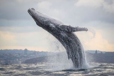 Une famille de baleines à bosses photographiée par John Goodridge à Sydney, à l’aube du 6 juin 2020.