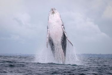 Une famille de baleines à bosses photographiée par John Goodridge à Sydney, à l’aube du 6 juin 2020.