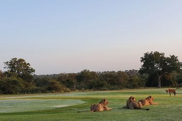 Situé à l’intérieur du Parc National Kruger en Afrique du Sud, le golf de Skukuza permet de taper des balles au milieu des animaux sauvages.
