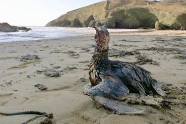 Un oiseau, victime de la marée noire provoquée par le naufrage du pétrolier Erika, en décembre 1999. 