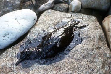 Un oiseau, victime de la marée noire provoquée par le naufrage du pétrolier Erika, en décembre 1999. 