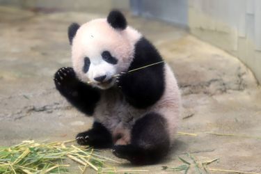 Xiang Xiang, bébé panda femelle du zoo d&#039;Ueno à Tokyo. 
