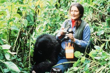 Dian Fossey et un gorille, au Rwanda.