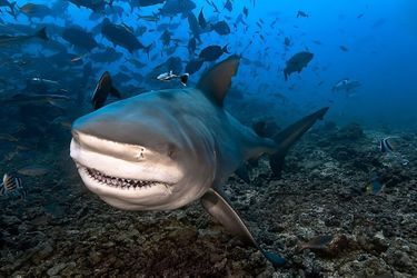 Un requin bouledogue, l&#039;ennemi des surfeurs, sur un cliché pris aux îles Fidji.