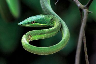 Inoffensif mais rapide comme l’éclair, le serpent liane.