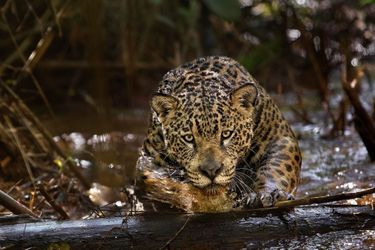 Regard fauve et robe mouchetée : le jaguar.