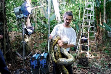 Un animalier avec un python tropical. Extrêmement venineux, ce serpent a été attrapé après son repas, en pleine léthargie digestive.
