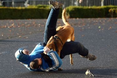 Le Raid utilise des chiens policiers pour neutraliser les terroristes. (photo d&#039;illustration)