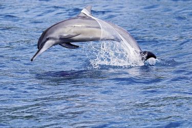 Un dauphin surpris par des touristes au large de Moorea, en Polynésie.  