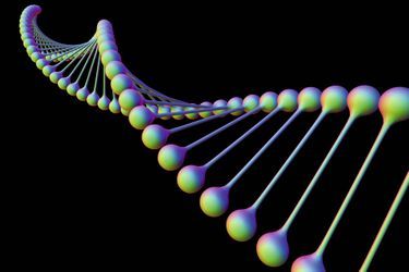 L&#039;acide désoxyribonucléique d&#039;ADN est composée de deux brins enroulés en hélice double. L&#039;ADN contient des sections appelées gènes qui codent l&#039;information génétique de l&#039;organisme.