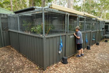 Les koalas en détresse sont pris en charge dans un hôpital spécial à Port Macquarie en Nouvelle-Galles du Sud dans lequel des vétérinaires bénévoles exercent des soins. 