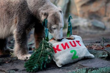 La Knutmania a battu son plein pendant les cinq ans de la vie de l'ours blanc Knut<br />
, né en 2006 au zoo de Berlin. Premier ours blanc à naître dans l'établissement en 30 ans, il a attiré des milliers de visiteurs jusqu'à devenir une marque déposée.