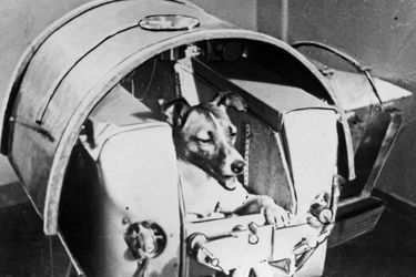 La chienne russe Laïka, le 13 novembre 1957