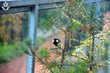 Mésange sur un pin sylvestre disposé en pot, sur un balcon
