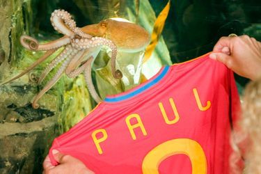 Pendant la coupe du monde de foot en 2010, les prédictions de Paul le poulpe étaient exactes. L'animal, qui vivait à l’aquarium Sea Life d’Oberhausen en Allemagne, est décédé en octobre 2010<br />
.