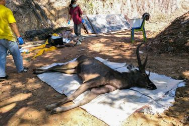 Le cadavre du cerf, âgé de dix ans, a été découvert dans un parc national de la province de Nan à quelque 630 km au nord de Bangkok, selon les autorités. Son estomac contenait 7 kilos de plastique.