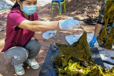 Le cadavre du cerf, âgé de dix ans, a été découvert dans un parc national de la province de Nan à quelque 630 km au nord de Bangkok, selon les autorités. Son estomac contenait 7 kilos de plastique.