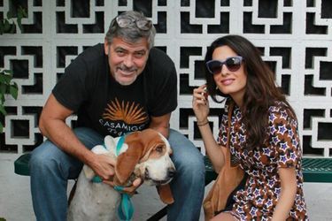 George et Amal Clooney ont adopté une chienne de 4 ans. 