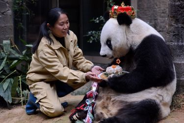 Basi le panda géant fête ses 35 ans