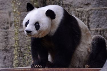 Basi le panda géant fête ses 35 ans