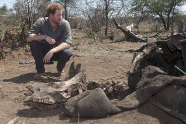 Le prince Harry dans le Parc national Kruger en Afrique du Sud, le 2 décembre 2015