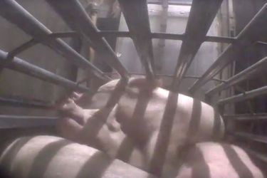 Abattoir d’Alès : la vidéo de l’horreur - Ames sensibles s’abstenir
