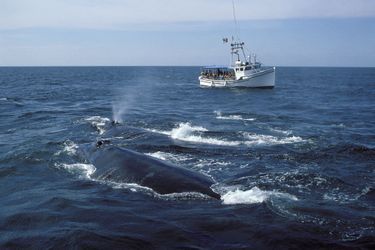 Une baleine dans les eaux du New Brunswick (Canada).