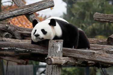 Yuan Zi, le père du petit panda. 