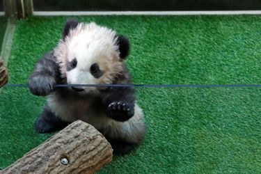 Yuan Meng, premier bébé panda né en France. Il fête aujourd&#039;hui ses 4 mois. 