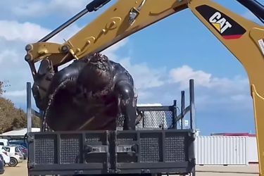 La tortue luth retrouvée morte en Espagne remplie quasiment toute la benne du camion.