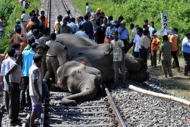Un éléphant fauché par un train - Dramatique accident en Inde
