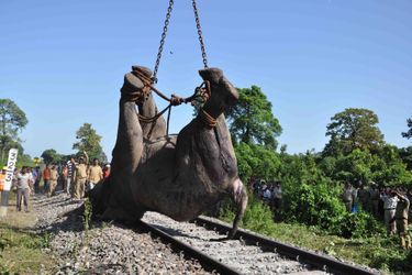 Un éléphant fauché par un train - Dramatique accident en Inde