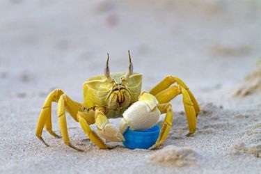 Un crabe tripote un morceau de plastique.