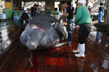 Une baleine morte sur un baleinier japonais.