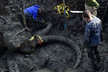 Les scientifique de l&#039;université du Michigan travaillent sur l&#039;extraction du squelette de mammouth.