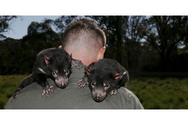 L'Australie réintroduit des diables de Tasmanie dans la nature