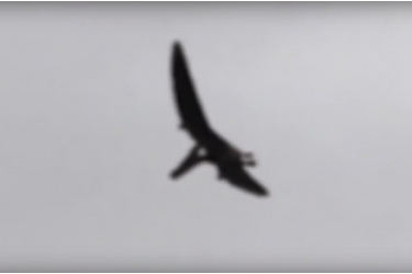 Une image tirée de la prétendue vidéo du ptéranodon filmé dans l&#039;Idaho.