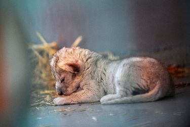 Le lionceau Hajar, né samedi. Sa mère avait été évacuée d&#039;un zoo d&#039;Alep, en Syrie.