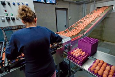 Une ligne de production en Belgique où des millions d’œufs ont été détruits.