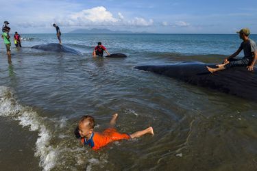 Des secouristes avaient réussi lundi à remettre à flot cinq cétacés échoués sur la plage d&#039;Ujong Kruen, en Indonésie.